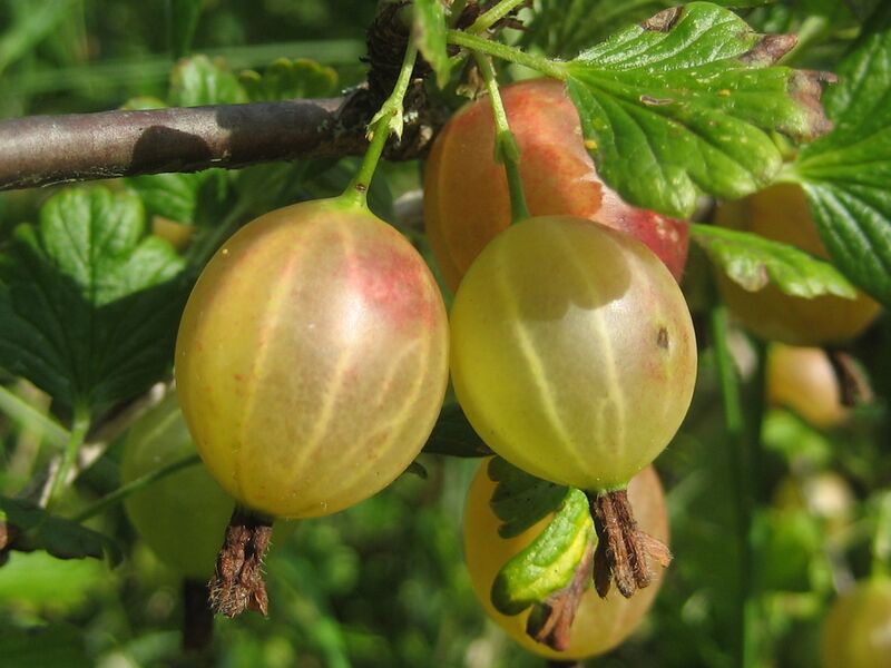 Файл:Gooseberries.JPG