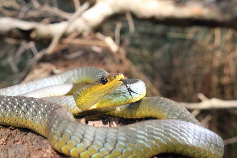 Файл:Green Tree Snake, Awabakal.jpg