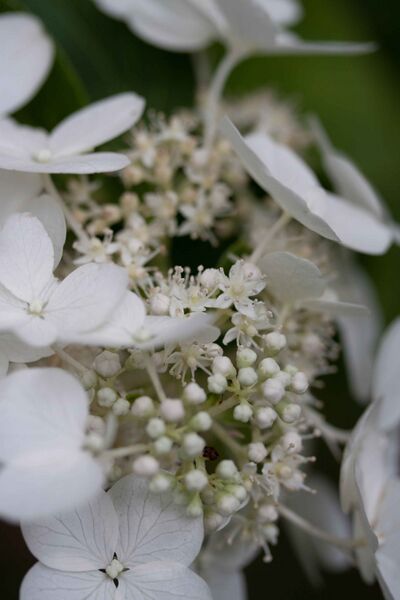 Файл:Hydrangea paniculata fleurs2.jpg