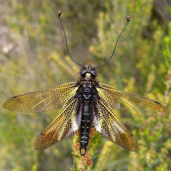 Файл:Libelloides hispanicus.jpg