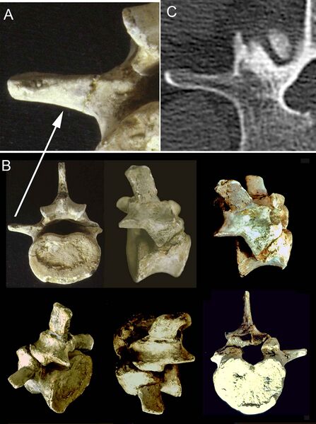 Файл:Morotopithecus vertebra.jpg