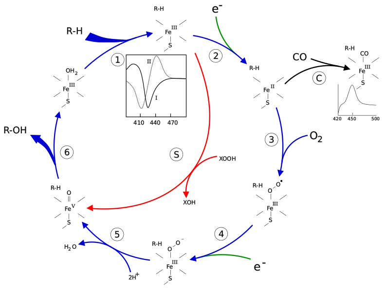 Файл:P450cycle.svg
