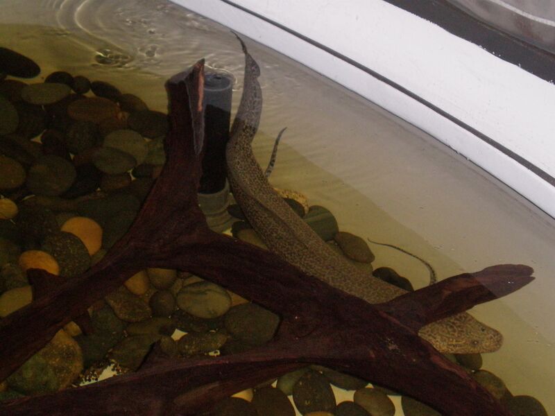 Файл:African Lungfish CAS 1.JPG