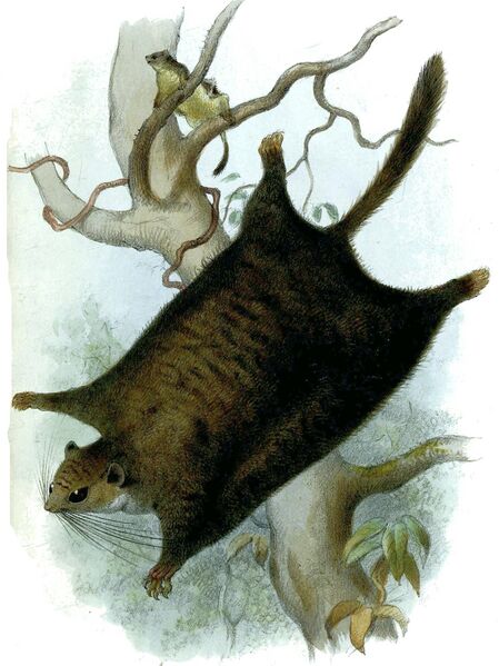 Файл:Anomalurus pusillus.jpg
