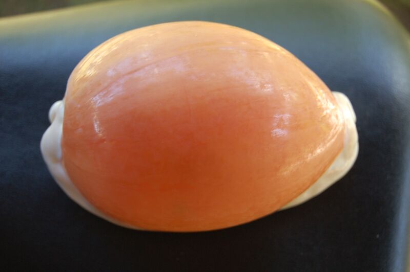 Файл:Golden Cowrie.JPG
