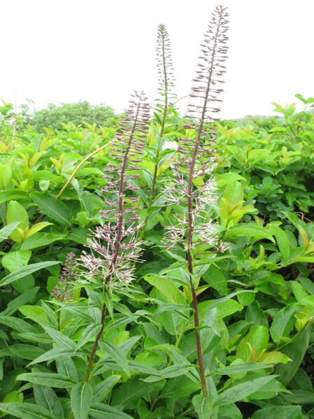Файл:Macropodium pterospermum 1.JPG