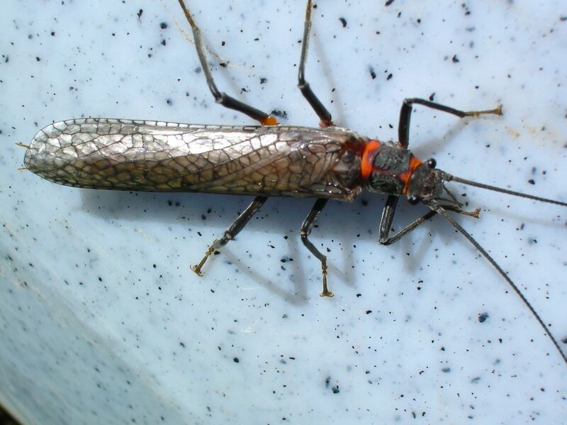 Файл:Pteronarcys2C.JPG