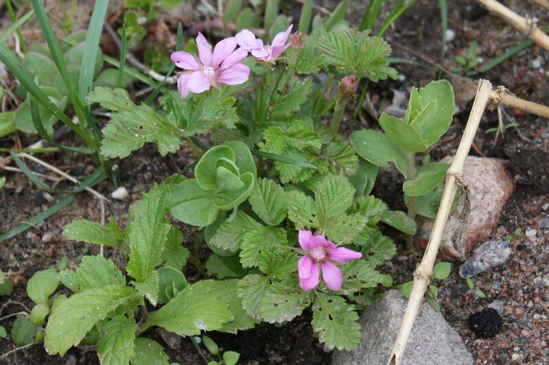 Файл:Rubus arcticus Mesimarja IM8675 C.JPG