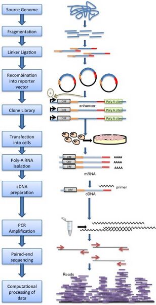 Файл:STARR-seq Methodology.jpg