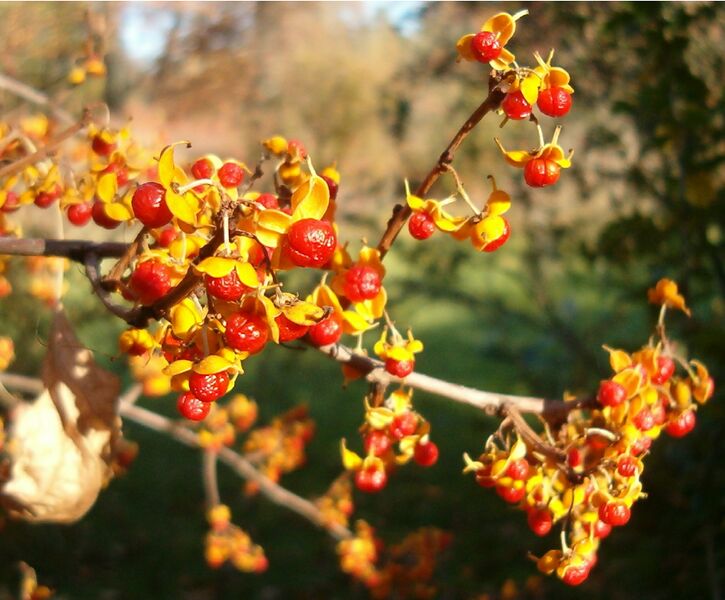 Файл:Celastrus striangularis BotGardBln1105FruitsOpen.jpg