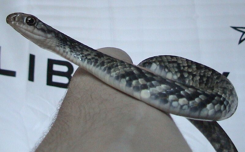 Файл:Coluber constrictor anthicus.jpg