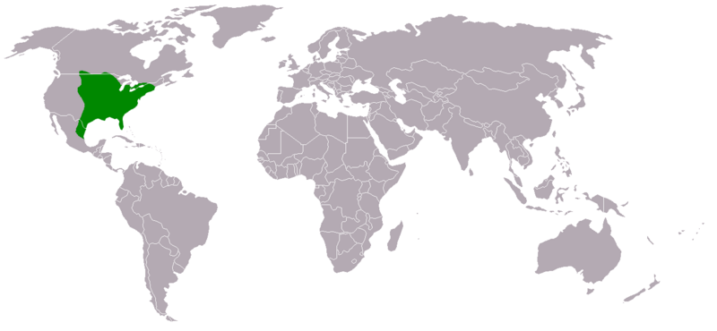 Файл:Megascops asio distribution map.png