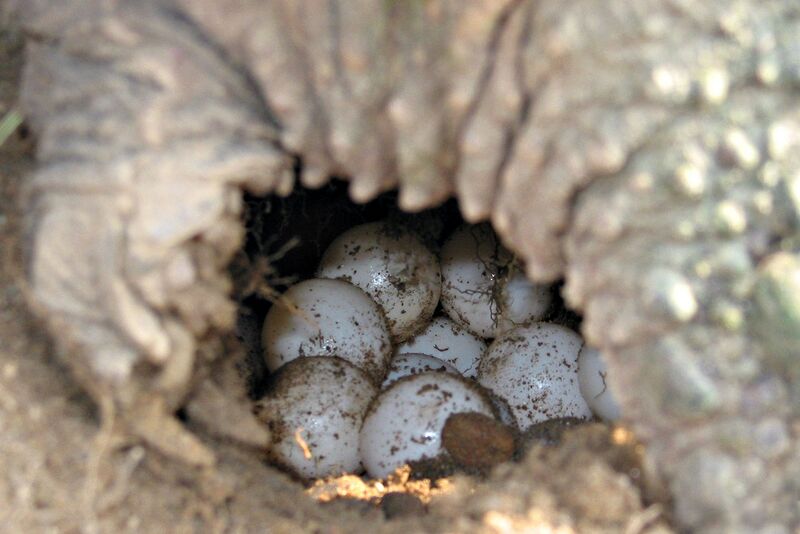 Файл:Snapping turtle eggs md.jpg