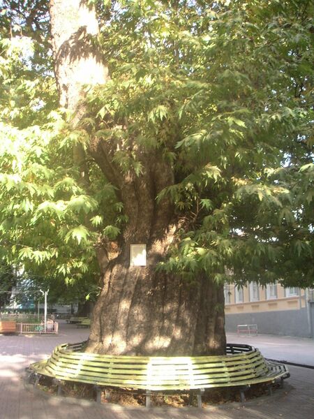 Файл:Zaqatala-PlaneTree.jpg