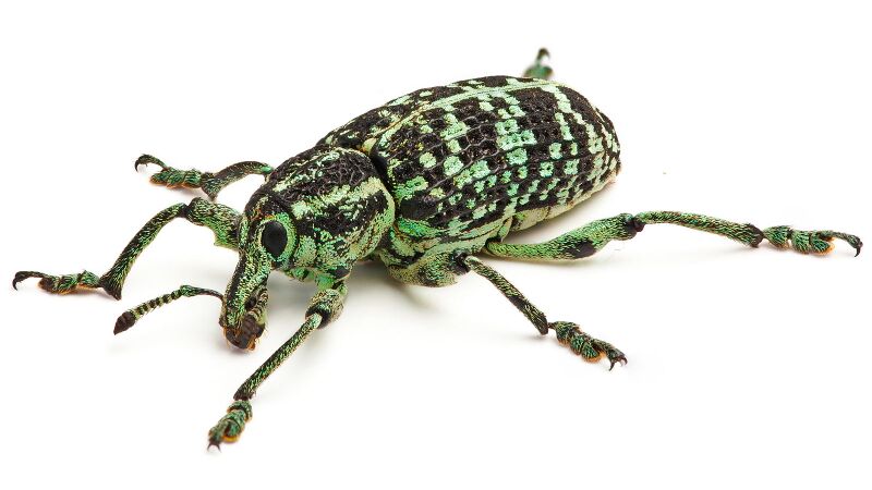 Файл:Botany Bay Weevil Feb09.jpg