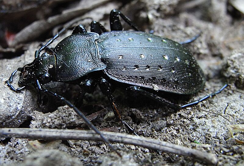 Файл:Carabus hortensis side.JPG
