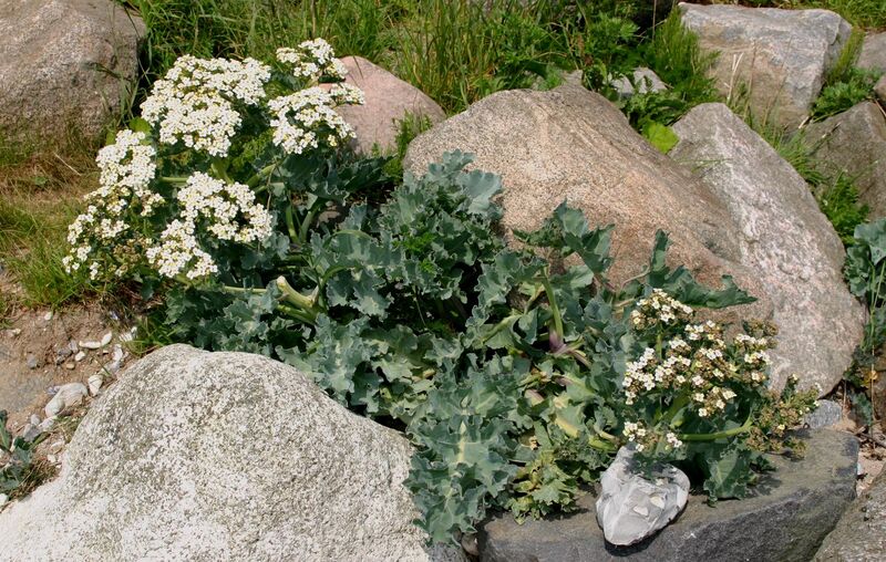 Файл:Crambe-maritima.JPG