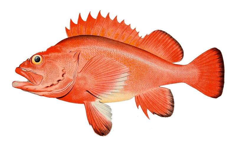 Файл:Red rockfish.jpg