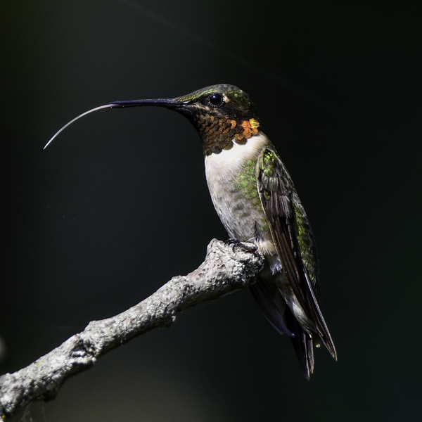 Файл:Ruby-Throated Hummingbird.png