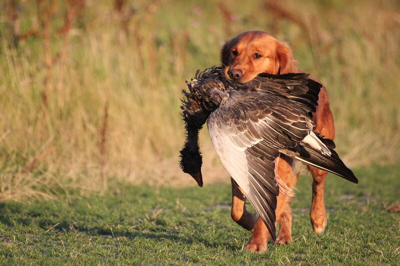 Файл:Toother met gans.JPG