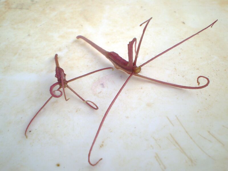Файл:Trapella sinensis seeds.jpeg