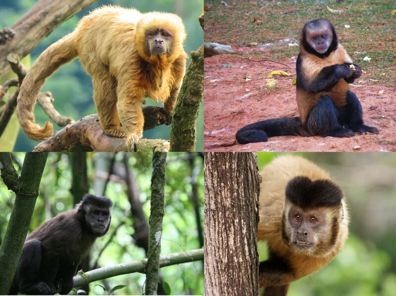 Файл:Robust Tufted Capuchins.jpg