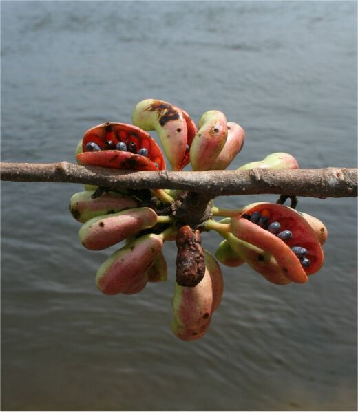 Файл:Xylopia aromatica-Rio Ventuari-Venezuela.jpg