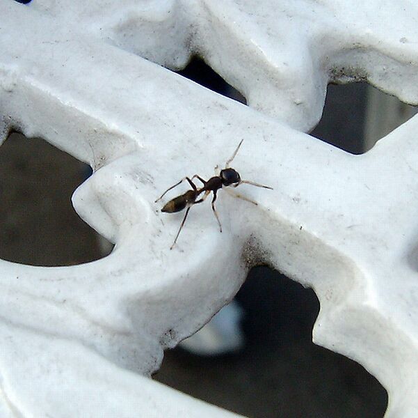 Файл:Antspider.JPG