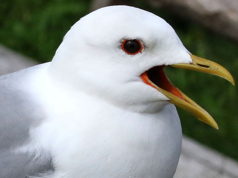 Файл:Larus canus-calling.jpg