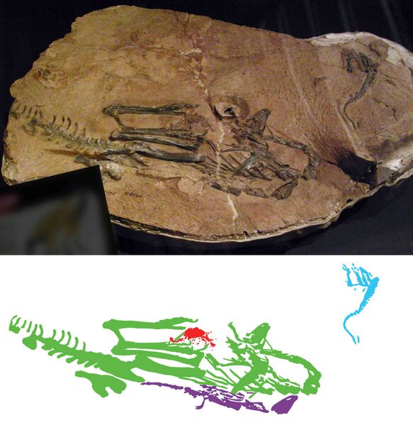 Файл:Limusaurus slab colour coded.jpg