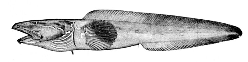 Файл:Lycodes mucosus.jpg
