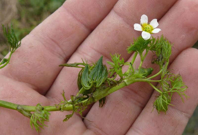 Файл:Ranunculus trichophyllus 070811b.JPG