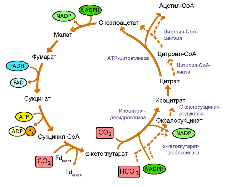 Файл:Reductive TCA cycle - ru.png