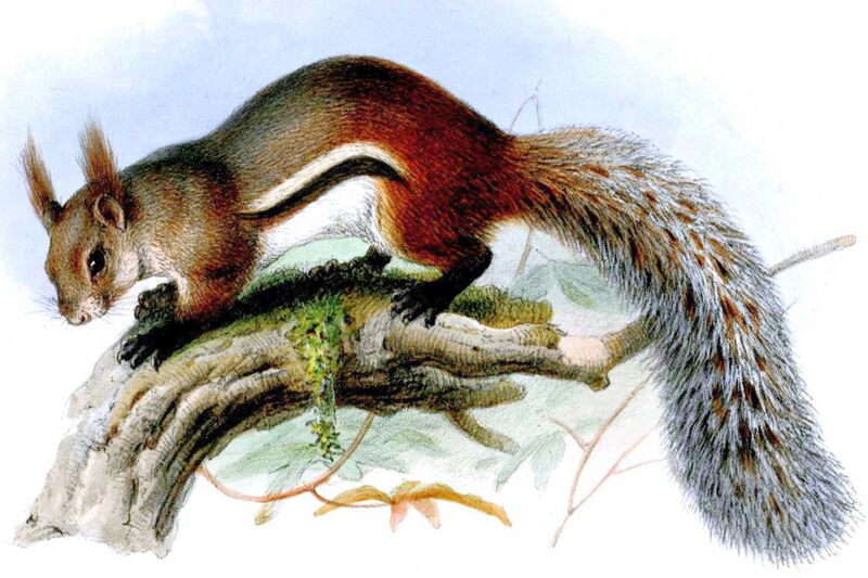 Файл:Rheithrosciurus macrotis.jpg