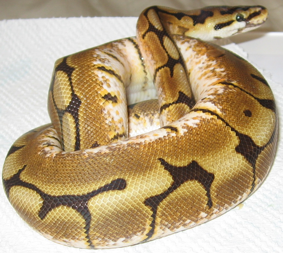 Файл:Spider Morph Ball Python.png