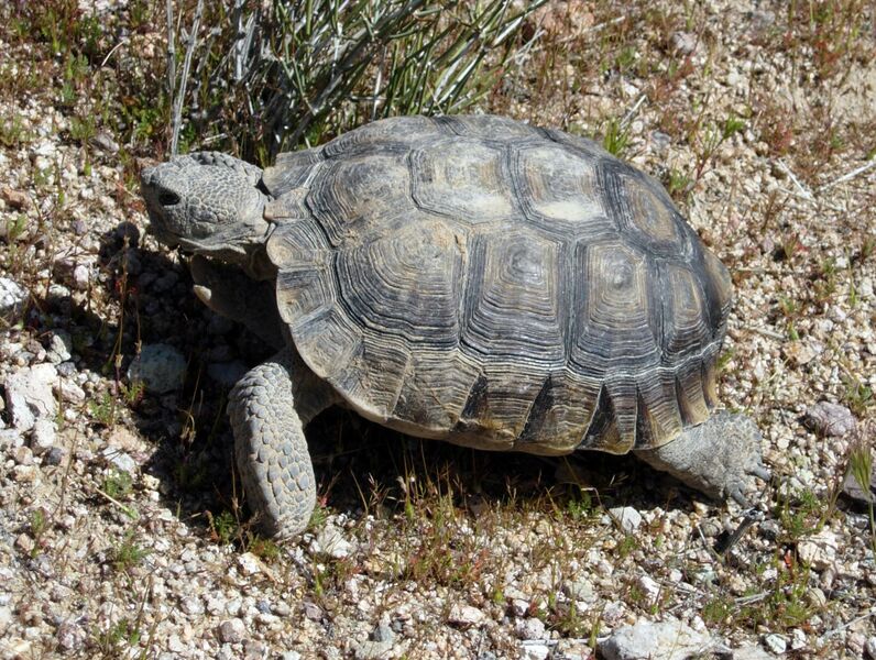 Файл:DesertTortoise.JPG