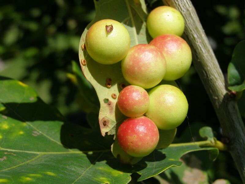 Файл:DiplolepisQuercusFolii.JPG