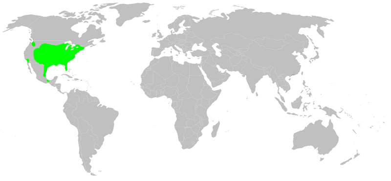 Файл:Distribution.phidippus.audax.1.png