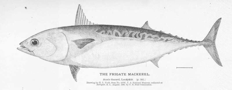 Файл:FMIB 50945 Frigate Mackerel.jpeg