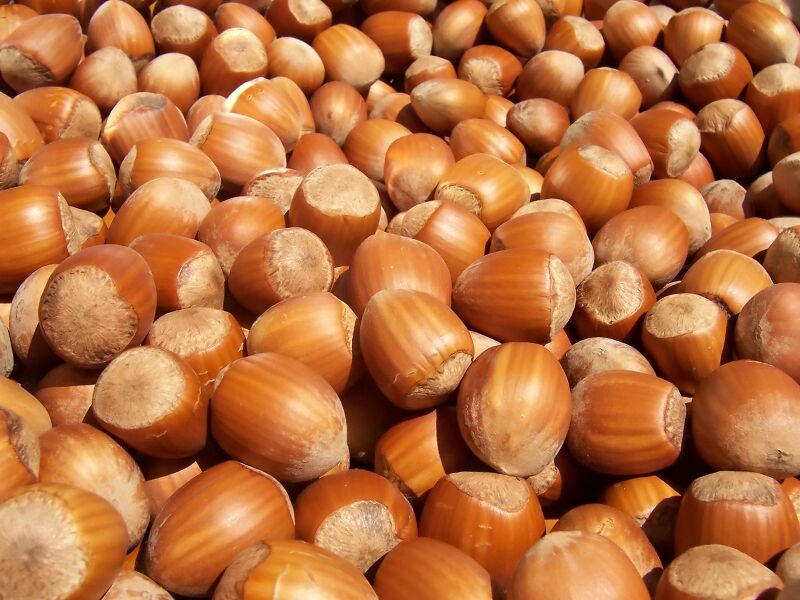 Файл:Hazelnuts.jpg