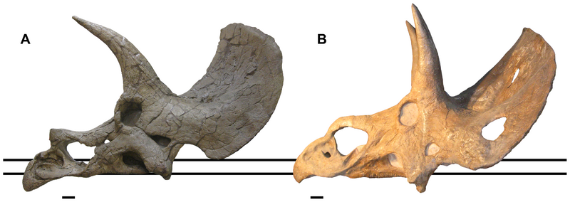 Файл:Nedoceratops skull, PLoS ONE.png