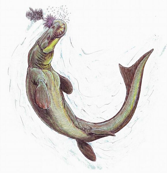 Файл:Prognathodon3.jpg
