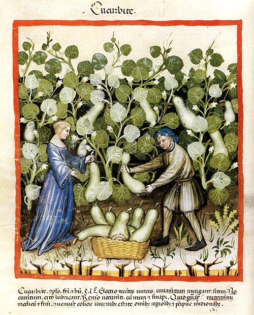 Файл:Tacuin Courge11.jpg