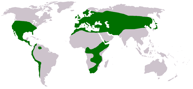 Файл:Trifolium Distribution.png