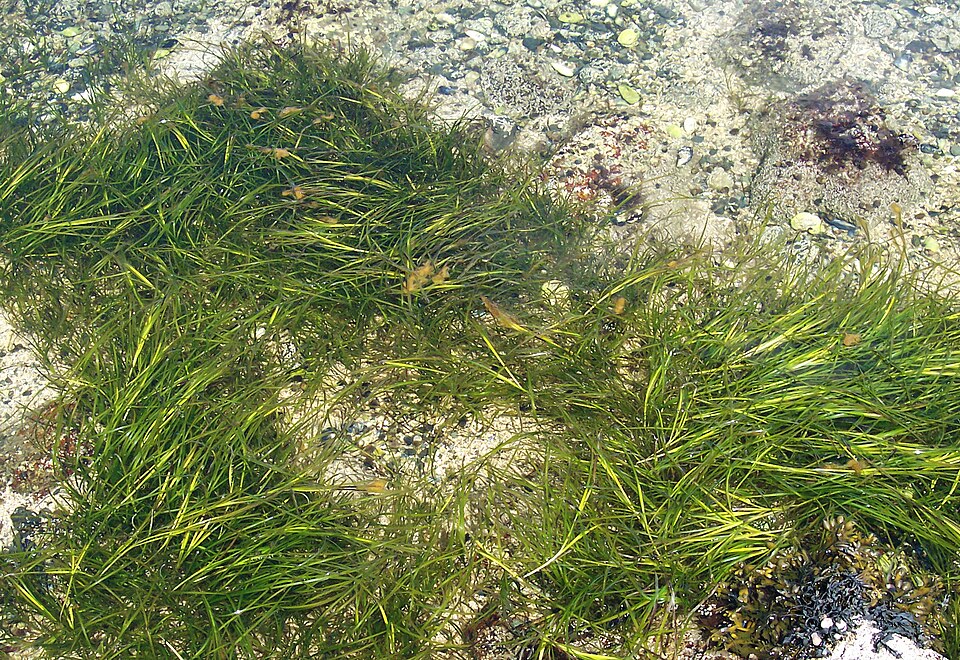 Файл:Zostera.jpg