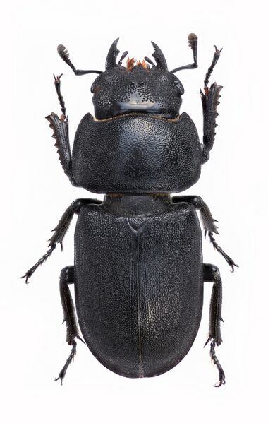 Файл:Dorcus parallelipipedus f.jpg
