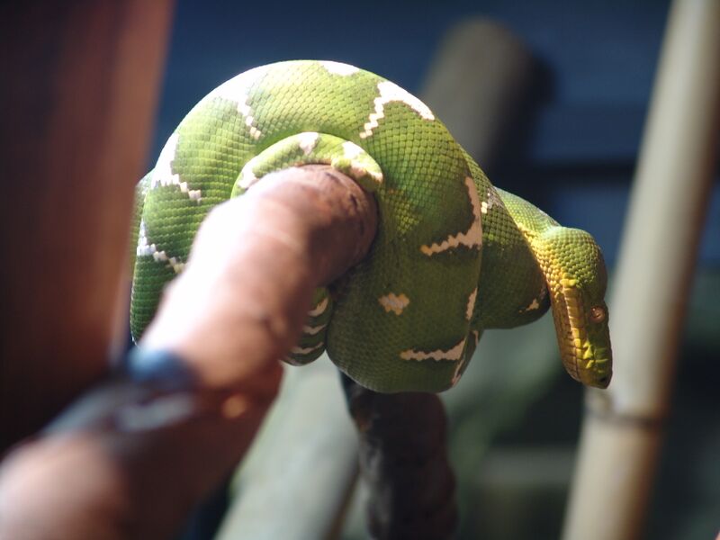 Файл:Emerald Tree Boa 02.jpg