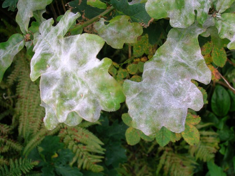 Файл:Oak Mildew.JPG