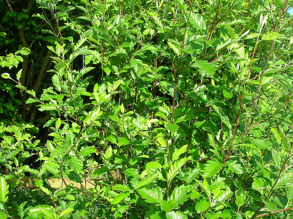Файл:Sorbus pseudofennica.JPG