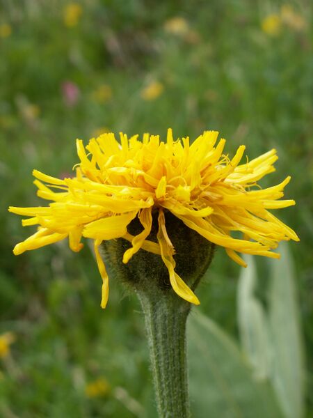 Файл:Crepis.bocconei.1.JPG